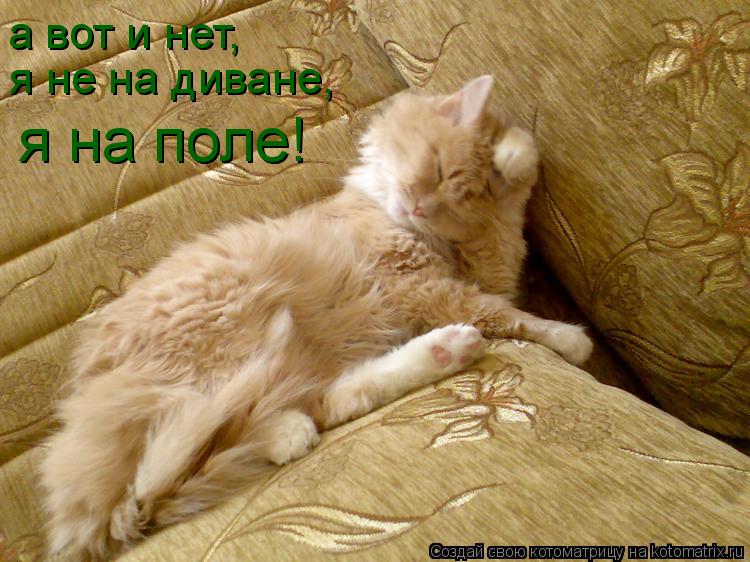а вот и нет, я не на диване, я на поле!... Котоматрица: а вот и нет, я не на диване, я на поле!