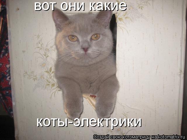 вот они какие коты-электрики... Котоматрица: вот они какие коты-электрики