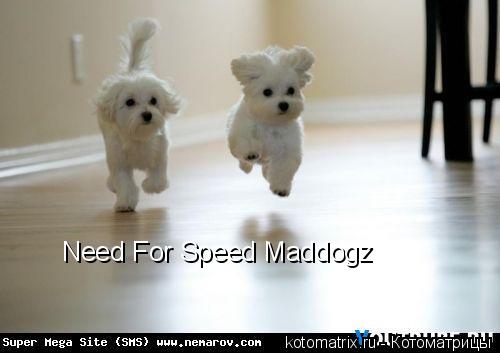 Need For Speed Maddogz... Котоматрица: Need For Speed Maddogz