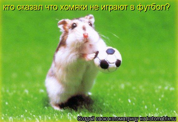 кто сказал что хомяки не играют в футбол?... Котоматрица: кто сказал что хомяки не играют в футбол?