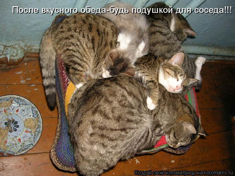 Котоматрица: После вкусного обеда-будь подушкой для соседа!!!