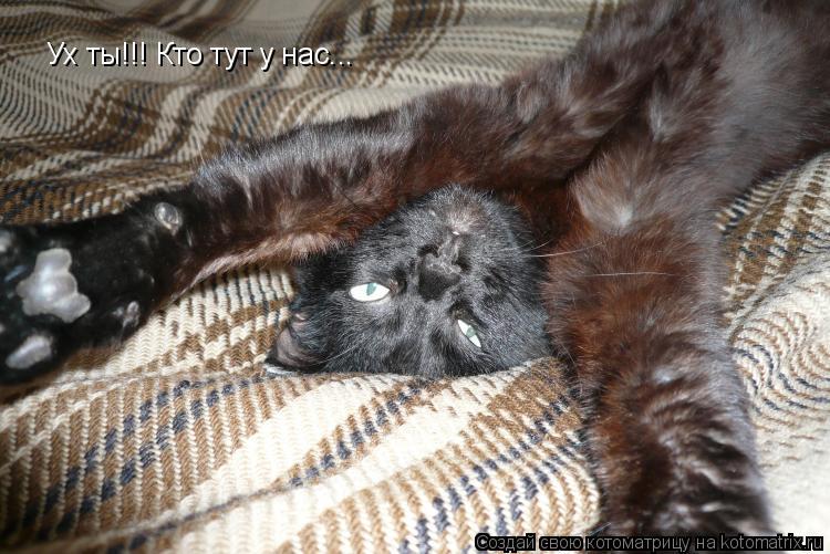 Котоматрица: Ух ты!!! Кто тут у нас...