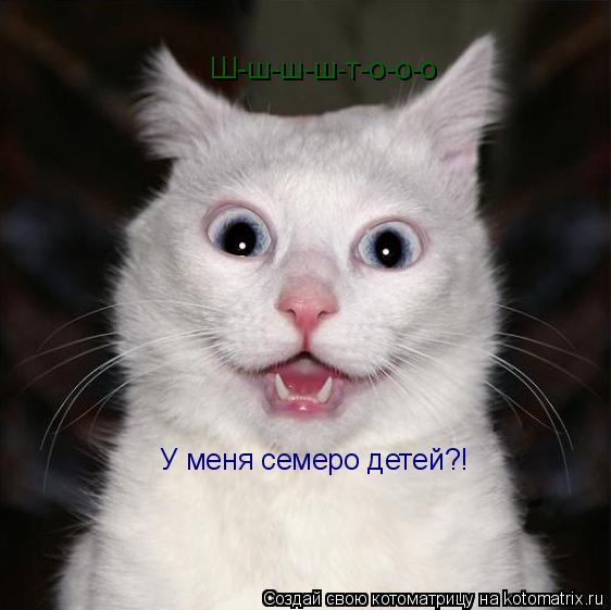 Котоматрица: Ш-ш-ш-ш-т-о-о-о У меня семеро детей?!