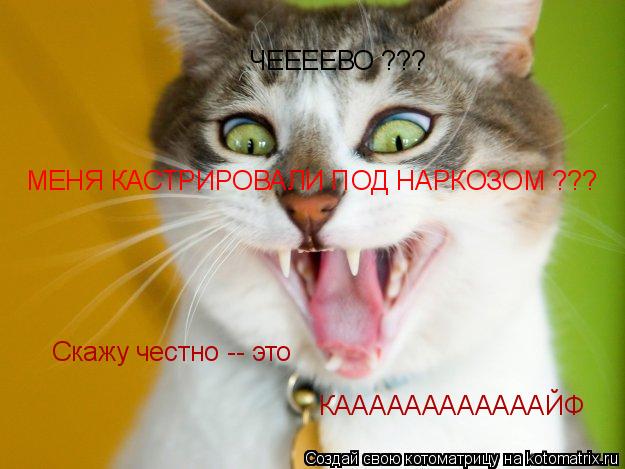 Котоматрица: ЧЕЕЕЕВО ??? МЕНЯ КАСТРИРОВАЛИ ПОД НАРКОЗОМ ??? Скажу честно -- это КААААААААААААЙФ