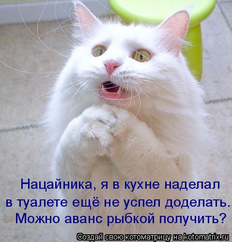 Котоматрица: Нацайника, я в кухне наделал в туалете ещё не успел доделать... Можно аванс рыбкой получить?