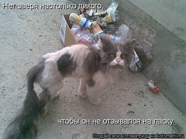 Котоматрица: Нет зверя настолько дикого, чтобы он не отзывался на ласку Нет зверя настолько дикого,  чтобы он не отзывался на ласку