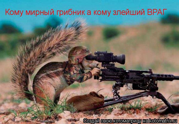 Котоматрица: Кому мирный грибник а кому злейший ВРАГ