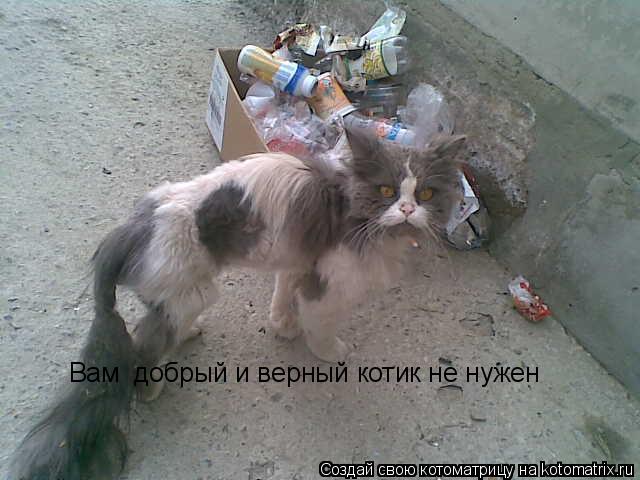 Котоматрица: Вам  добрый и верный котик не нужен