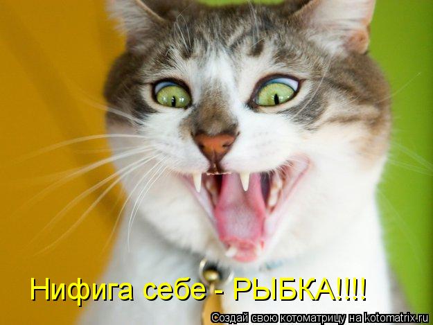 Котоматрица: Нифига себе - РЫБКА!!!!