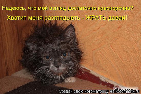 Котоматрица: Надеюсь, что мой взгляд достаточно красноречив? Хватит меня разглядывть - ЖРАТЬ давай!