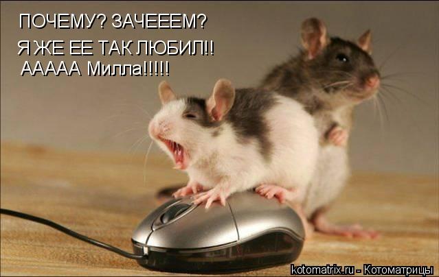 Котоматрица: ПОЧЕМУ? ЗАЧЕЕЕМ?  Я ЖЕ ЕЕ ТАК ЛЮБИЛ!! ААААА Милла!!!!!