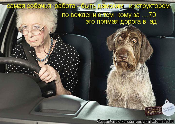 Котоматрица: самая собачья  работа - быть дамским   инструктором  по вождению тем  кому за ....70 это прямая дорога в  ад