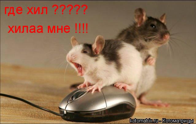 Котоматрица: где хил ????? хилаа мне !!!!