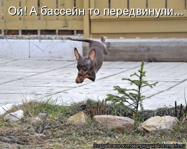 Ой! А бассейн то передвинули...... Котоматрица: Ой! А бассейн то передвинули...