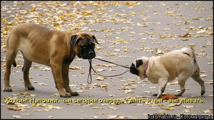 Котоматрица: Хозяин! Напомни, чья сегодня очередь гулять и чья - выгуливать.