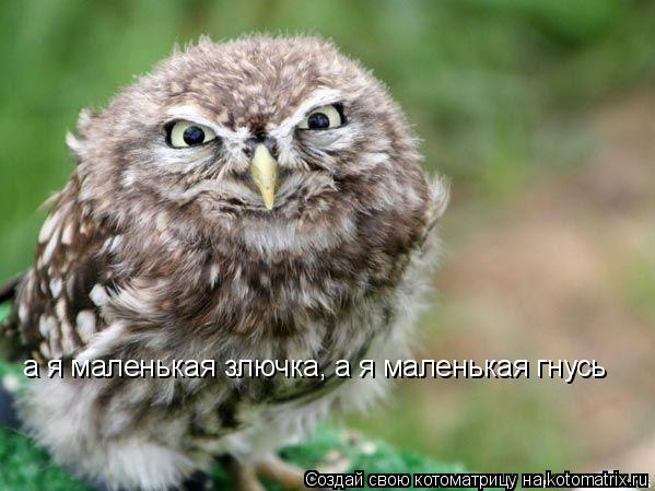 Котоматрица: а я маленькая злючка, а я маленькая гнусь