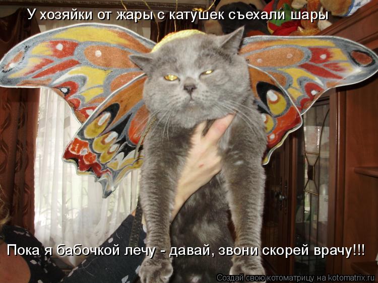 У хозяйки от жары с катушек съехали шары Пока я бабочкой лечу - давай, звони скорей врачу!!!... Котоматрица: У хозяйки от жары с катушек съехали шары Пока я бабочкой лечу - давай, звони скорей врачу!!!