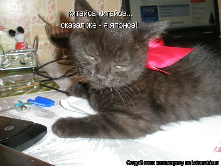 Котоматрица: китайса,китайса... сказал же - я японса!
