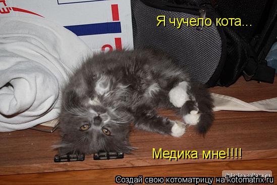 Котоматрица: Я чучело кота... Медика мне!!!!
