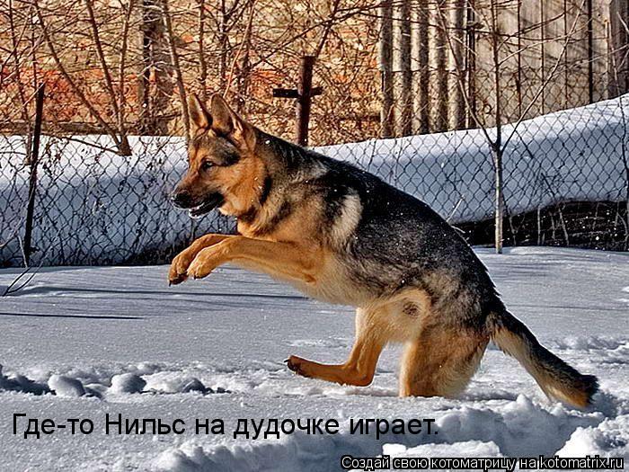 Котоматрица: Где-то Нильс на дудочке играет.