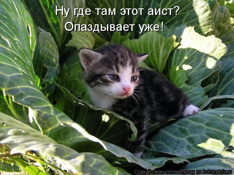Ну где там этот аист? Опаздывает уже!... Котоматрица: Ну где там этот аист? Опаздывает уже!