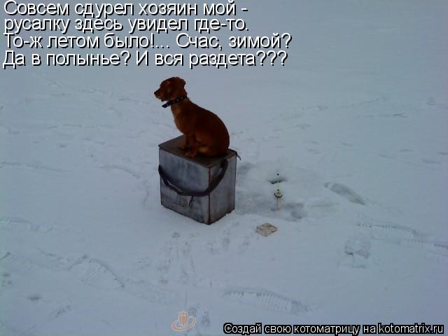 Совсем сдурел хозяин мой - русалку здесь увидел где-то. То-ж летом было!... Счас, зимой? Да в полынье... Котоматрица: Совсем сдурел хозяин мой - русалку здесь увидел где-то. То-ж летом было!... Счас, зимой? Да в полынье? И вся раздета???