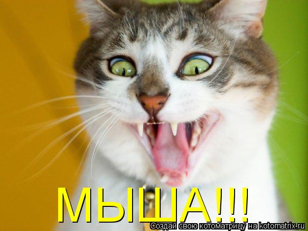 МЫША!!!... Котоматрица: МЫША!!!