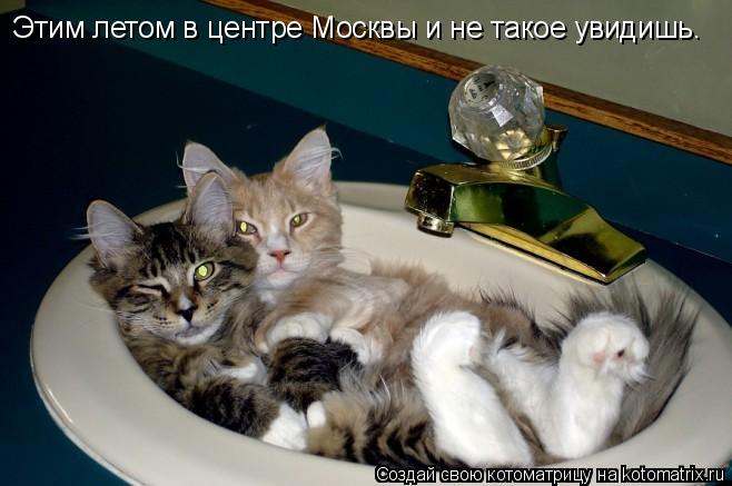 Этим летом в центре Москвы и не такое увидишь.... Котоматрица: Этим летом в центре Москвы и не такое увидишь.