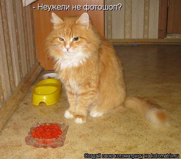 - Неужели не фотошоп?... Котоматрица: - Неужели не фотошоп?