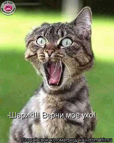 -Шарик!!! Верни мое ухо!... Котоматрица: -Шарик!!! Верни мое ухо!