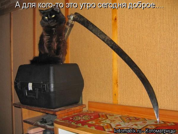 А для кого-то это утро сегодня доброе....... Котоматрица: А для кого-то это утро сегодня доброе....