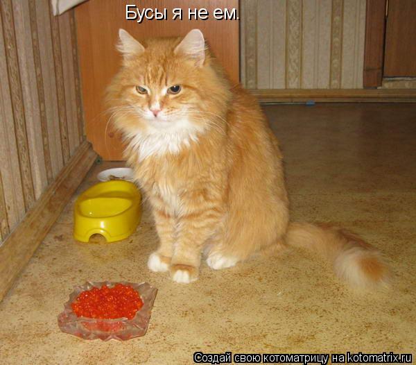 Бусы я не ем.... Котоматрица: Бусы я не ем.