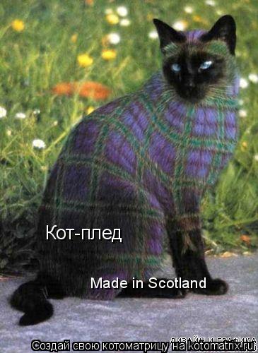 Кот-плед Made in Scotland... Котоматрица: Кот-плед Made in Scotland