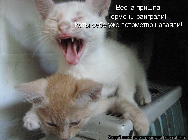 http://kotomatrix.ru/images/lolz/2010/08/04/645682.jpg
