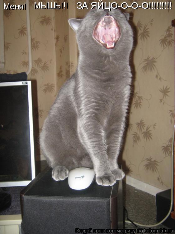 Меня! ЗА ЯЙЦО-О-О-О!!!!!!!!! МЫШЬ!!!... Котоматрица: Меня! ЗА ЯЙЦО-О-О-О!!!!!!!!! МЫШЬ!!!