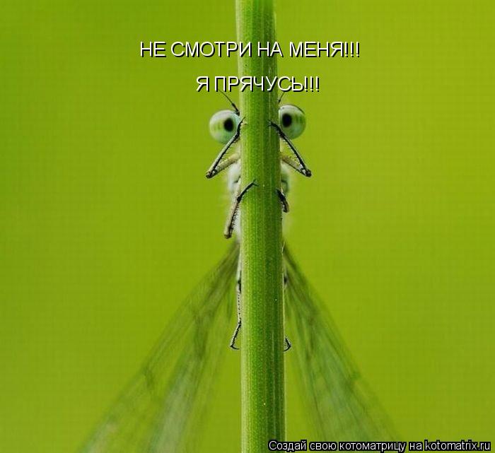 НЕ СМОТРИ НА МЕНЯ!!! НЕ СМОТРИ НА МЕНЯ!!! Я ПРЯЧУСЬ!!! Я ПРЯЧУСЬ!!!... Котоматрица: НЕ СМОТРИ НА МЕНЯ!!! НЕ СМОТРИ НА МЕНЯ!!! Я ПРЯЧУСЬ!!! Я ПРЯЧУСЬ!!!