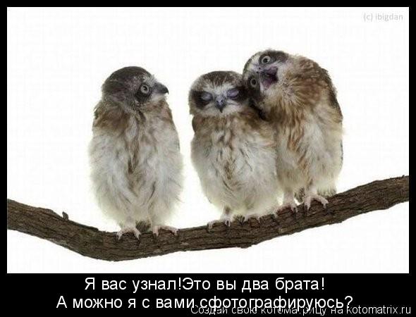 Я вас узнал!Это вы два брата! А можно я с вами сфотографируюсь?... Котоматрица: Я вас узнал!Это вы два брата! А можно я с вами сфотографируюсь?