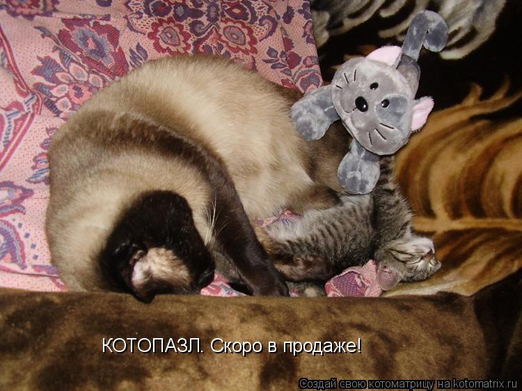 КОТОПАЗЛ. Скоро в продаже!... Котоматрица: КОТОПАЗЛ. Скоро в продаже!