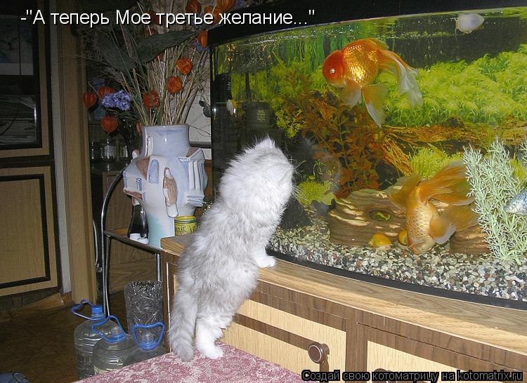 -"А теперь Мое третье желание..."... Котоматрица: -"А теперь Мое третье желание..."