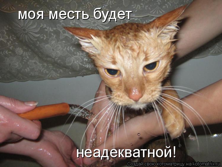 моя месть будет неадекватной!... Котоматрица: моя месть будет неадекватной!