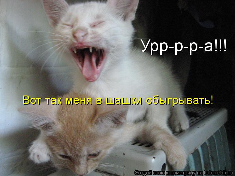 Урр-р-р-а!!! Вот так меня в шашки обыгрывать!... Котоматрица: Урр-р-р-а!!! Вот так меня в шашки обыгрывать!