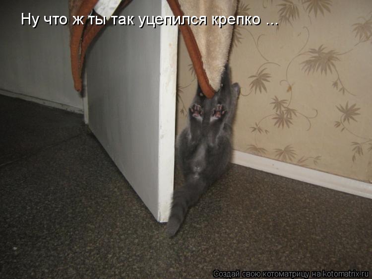Ну что ж ты так уцепился крепко ...... Котоматрица: Ну что ж ты так уцепился крепко ...