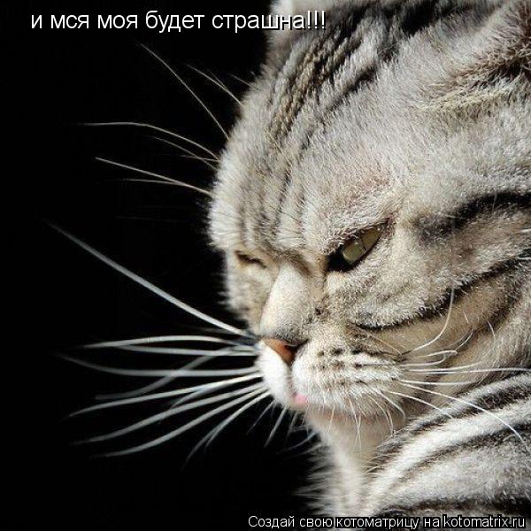и мся моя будет страшна!!!... Котоматрица: и мся моя будет страшна!!!
