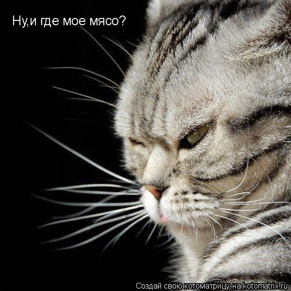 Ну,и где мое мясо?... Котоматрица: Ну,и где мое мясо?