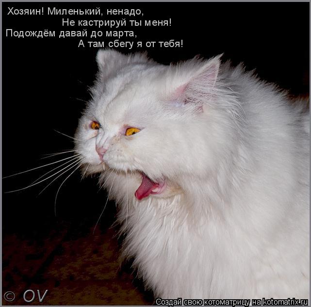 Хозяин! Миленький, ненадо, Не кастрируй ты меня! Подождём давай до марта, А там сбегу я от тебя!... Котоматрица: Хозяин! Миленький, ненадо, Не кастрируй ты меня! Подождём давай до марта, А там сбегу я от тебя!
