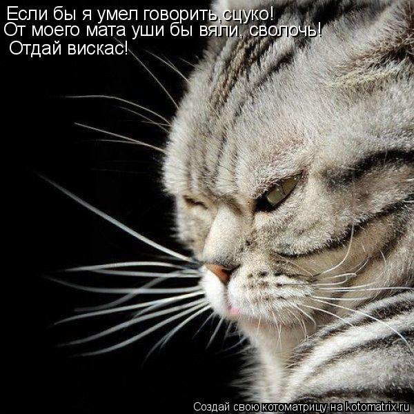Если бы я умел говорить,сцуко! От моего мата уши бы вяли, сволочь! Отдай вискас!... Котоматрица: Если бы я умел говорить,сцуко! От моего мата уши бы вяли, сволочь! Отдай вискас!