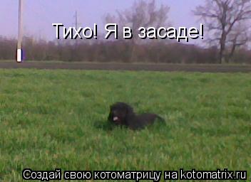 Тихо! Я в засаде!... Котоматрица: Тихо! Я в засаде!