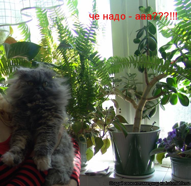 че надо - ааа???!!!... Котоматрица: че надо - ааа???!!!