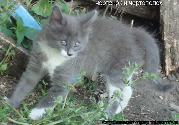 чертенок и чертополох... Котоматрица: чертенок и чертополох