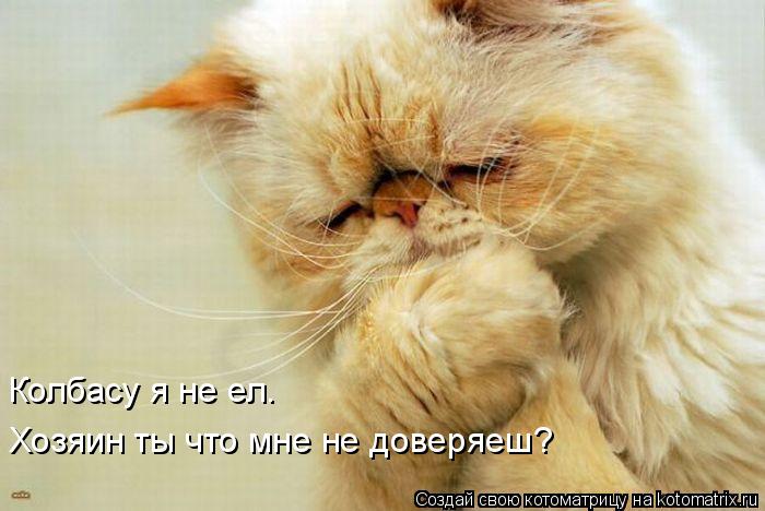Колбасу я не ел. Колбасу я не ел. ... Котоматрица: Колбасу я не ел. Колбасу я не ел. Хозяин ты что мне не доверяеш?